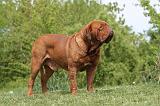 DOGUE DE BORDEAUX 106